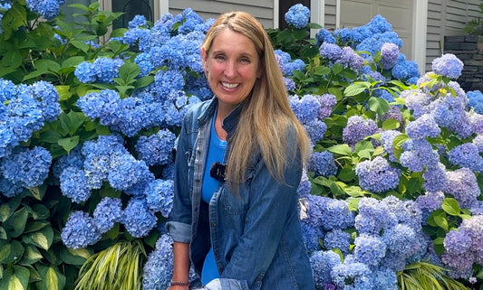 Changing Hydrangea Color: Expert Tips For Large Colorful Blooms